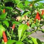 50 Pcs Heirloom Hawaii Red Yellow Pod Chili Pepper Organic