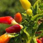 50 Pcs Heirloom Hawaii Red Yellow Pod Chili Pepper Organic