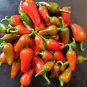 50 Pcs Heirloom Hawaii Red Yellow Pod Chili Pepper Organic