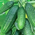 5 Pcs Rare Heirloom Dutch Fruit Cucumber Organic 5 Pcs Rare Heirloom Dutch Fruit Cucumber Organic