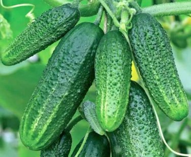5 Pcs Rare Heirloom Dutch Fruit Cucumber Organic
