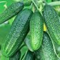 5 Pcs Rare Heirloom Dutch Fruit Cucumber Organic