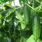 5 Pcs Rare Heirloom Dutch Fruit Cucumber Organic