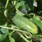 5 Pcs Rare Heirloom Dutch Fruit Cucumber Organic