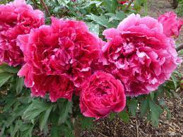 5 Pcs Heirloom 'Hua Wang' White Pink Black Peony Plant