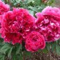 5 Pcs Heirloom 'Hua Wang' White Pink Black Peony Plant