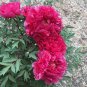 5 Pcs Heirloom 'Hua Wang' White Pink Black Peony Plant