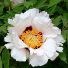 5 Pcs Rare 'Fu Yin' White Pink Peony Seedling Flower 5 Pcs Rare 'Fu Yin' White Pink Peony Seedling Flower