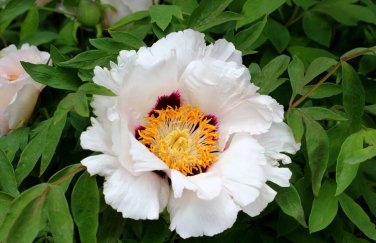 5 Pcs Rare 'Fu Yin' White Pink Peony Seedling Flower