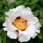 5 Pcs Rare 'Fu Yin' White Pink Peony Seedling Flower