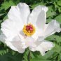 5 Pcs Rare 'Fu Yin' White Pink Peony Seedling Flower