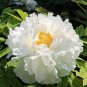 5 Pcs Rare 'Fu Yin' White Pink Peony Seedling Flower