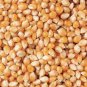 30 Pcs Organic Popcorn Seeds