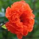 20 Pcs Heirloom Light Red Punica Pomegranate Flower Seeds (No Bear Fruit) 20 Pcs Heirloom Light Red Punica Pomegranate Flower Seeds (No Bear Fruit)