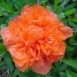 20 Pcs Heirloom Light Red Punica Pomegranate Flower Seeds (No Bear Fruit)
