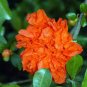 20 Pcs Heirloom Light Red Punica Pomegranate Flower Seeds (No Bear Fruit)
