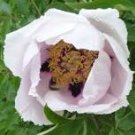 5 Pcs Rare 'Hua Ban' White Peony Flower with Red Spot Shrub