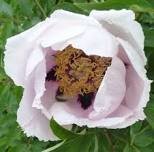 5 Pcs Rare 'Hua Ban' White Peony Flower with Red Spot Shrub