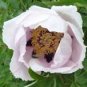 5 Pcs Rare 'Hua Ban' White Peony Flower with Red Spot Shrub