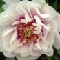 5 Pcs Rare 'Hua Ban' White Peony Flower with Red Spot Shrub