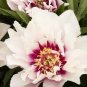 5 Pcs Rare 'Hua Ban' White Peony Flower with Red Spot Shrub