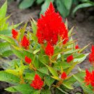 50 Pcs Celosia Argentea Red Plumed Cockscomb Annual Bonsai Flower Seeds