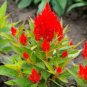 50 Pcs Celosia Argentea Red Plumed Cockscomb Annual Bonsai Flower Seeds