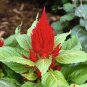 50 Pcs Celosia Argentea Red Plumed Cockscomb Annual Bonsai Flower Seeds