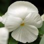 50 Pcs White Herb Pansy Flower Seeds