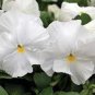 50 Pcs White Herb Pansy Flower Seeds