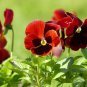 30 Pcs Pansy Red Black Petals with Yellow Eye Flowers