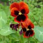 30 Pcs Pansy Red Black Petals with Yellow Eye Flowers