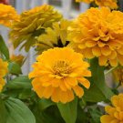 50 Pcs Beautiful Yellow Zinnia Seeds