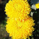 50 Pcs Beautiful Flower Sunlight Chrysanthemum Seeds 50 Pcs Beautiful Flower Sunlight Chrysanthemum Seeds