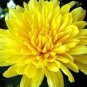 50 Pcs Beautiful Flower Sunlight Chrysanthemum Seeds