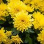 50 Pcs Beautiful Flower Sunlight Chrysanthemum Seeds