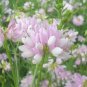 50 Pcs Coronilla Varia Heirloom Bonsai Flowers
