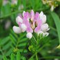 50 Pcs Coronilla Varia Heirloom Bonsai Flowers