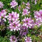 50 Pcs Coronilla Varia Heirloom Bonsai Flowers