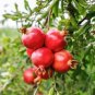 10 Pcs Pomegranate Trees Seeds