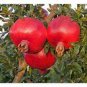 10 Pcs Pomegranate Trees Seeds