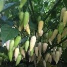 60 Pcs Wild Hot Chili Peppers Seeds