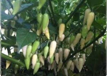 60 Pcs Wild Hot Chili Peppers Seeds
