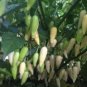 60 Pcs Wild Hot Chili Peppers Seeds