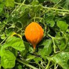 8 Pcs Seto Melon Balsampear Vegetable Seeds