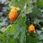8 Pcs Seto Melon Balsampear Vegetable Seeds