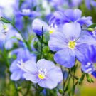 30 Pcs Beautiful Flower Blue Flax Seeds 30 Pcs Beautiful Flower Blue Flax Seeds