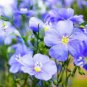 30 Pcs Beautiful Flower Blue Flax Seeds