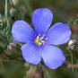 30 Pcs Beautiful Flower Blue Flax Seeds