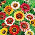 30 Pcs Garland Chrysanthemum Seeds